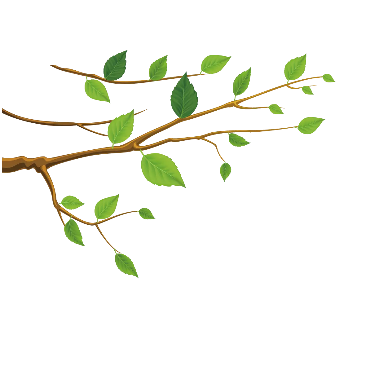 branch